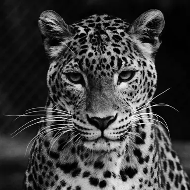 Profile image of Vito