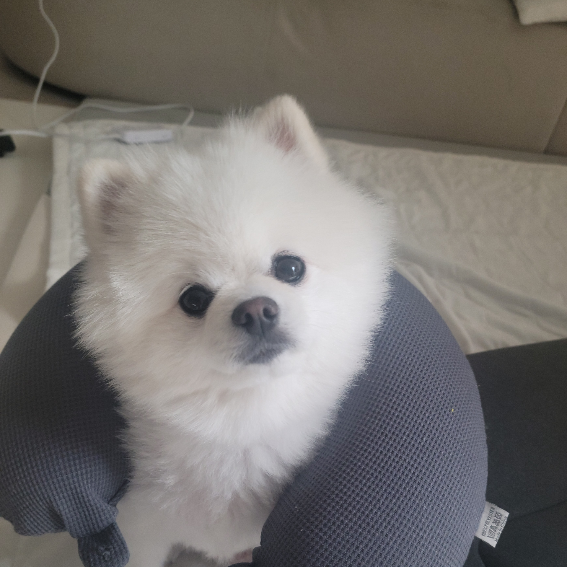 아픈 리바이 대표 이미지