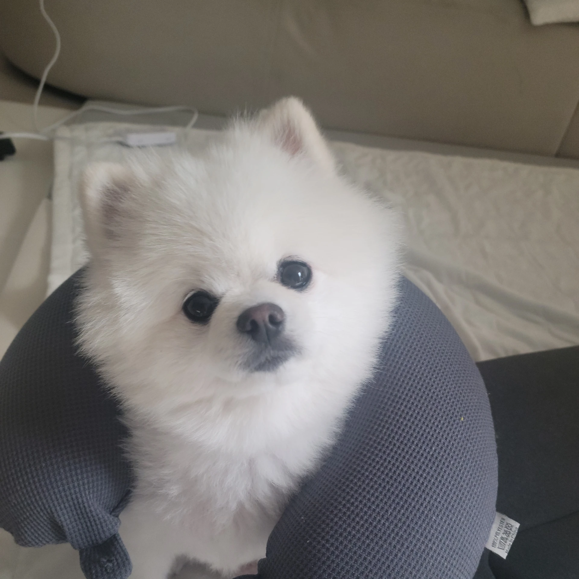 아픈 리바이