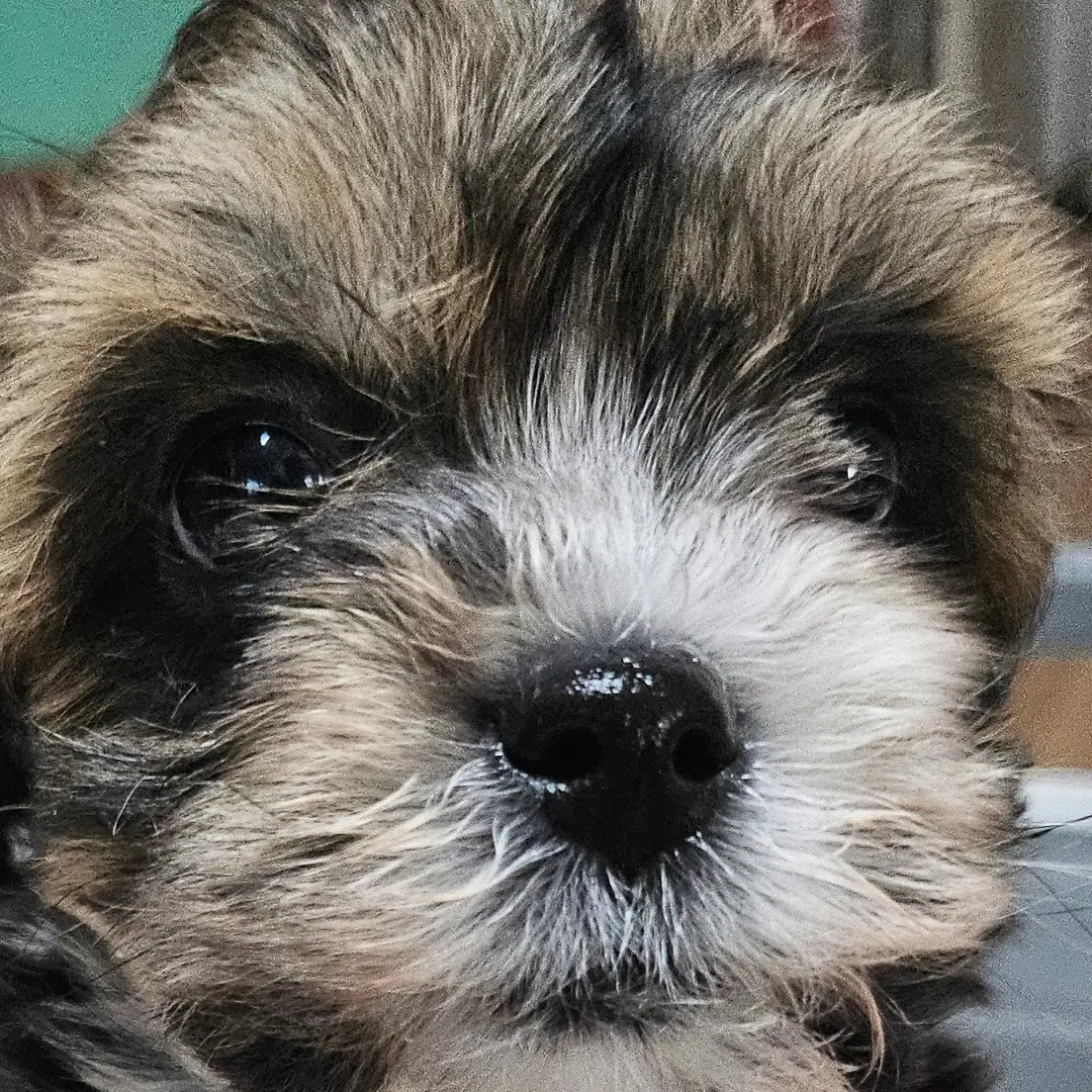 Ekdkfkd의 카와이 강쥐 키우기~