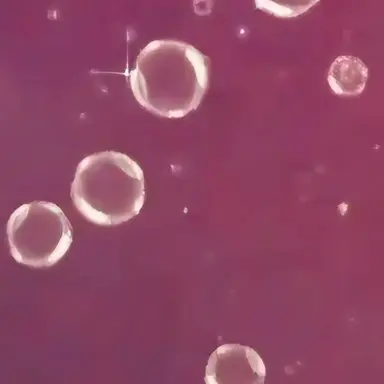 Profile image of 채밤비