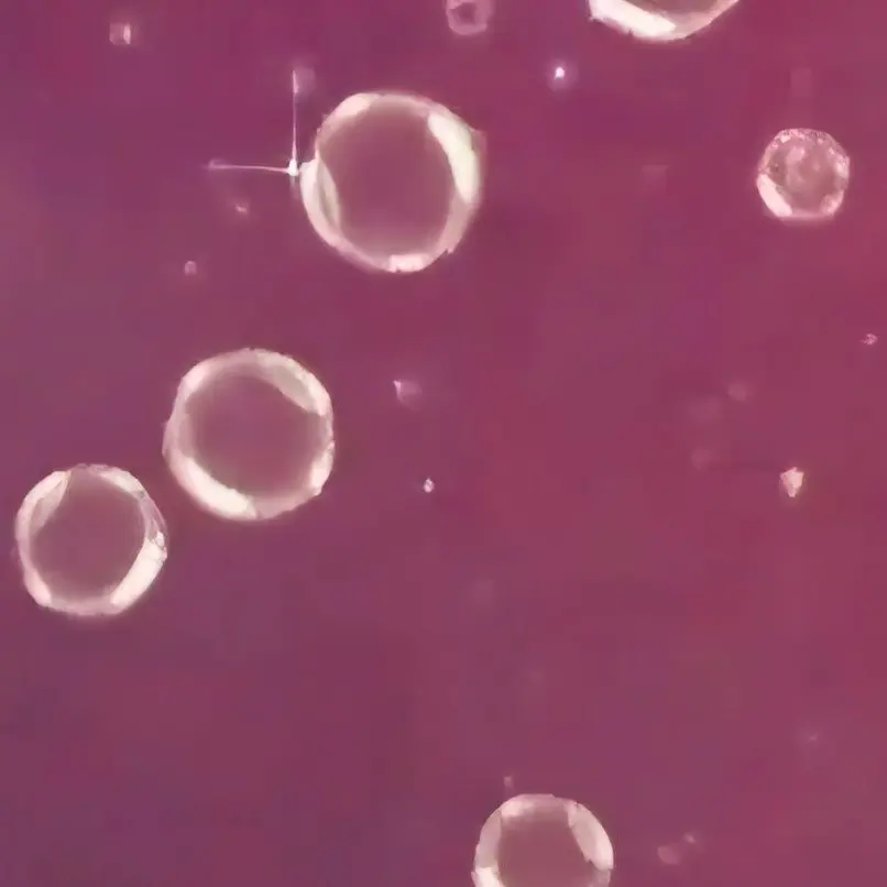 PureBread6393의 채밤비