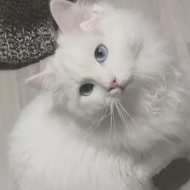 Profile image of ゆうし