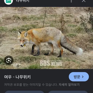Profile image of 여우