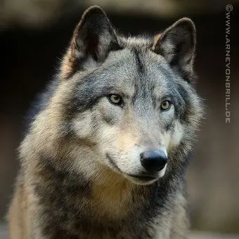 Profile image of Wolf