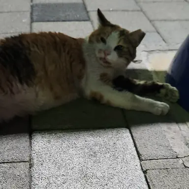 Profile image of 도와줘 제니야.