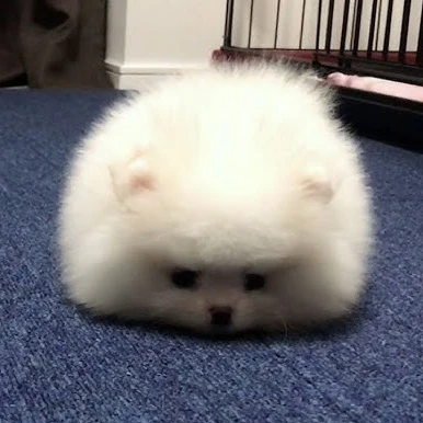 ぽむちゃん