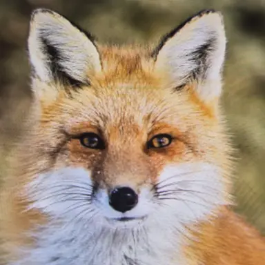 Profile image of 이여우