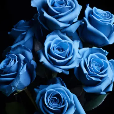 Profile image of 狐