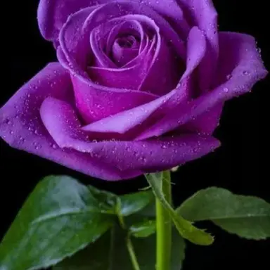 Profile image of おかめ