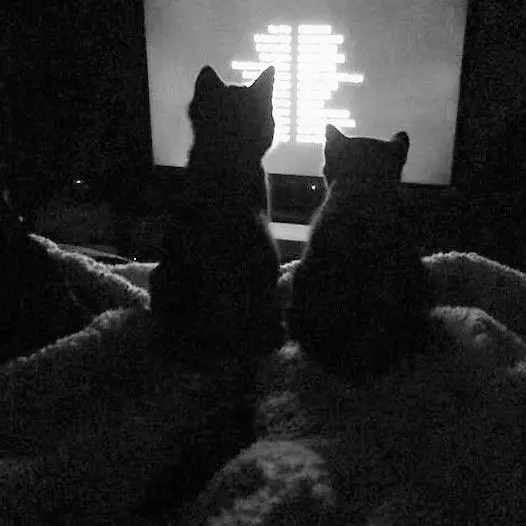 StupidKea5831의 개인용