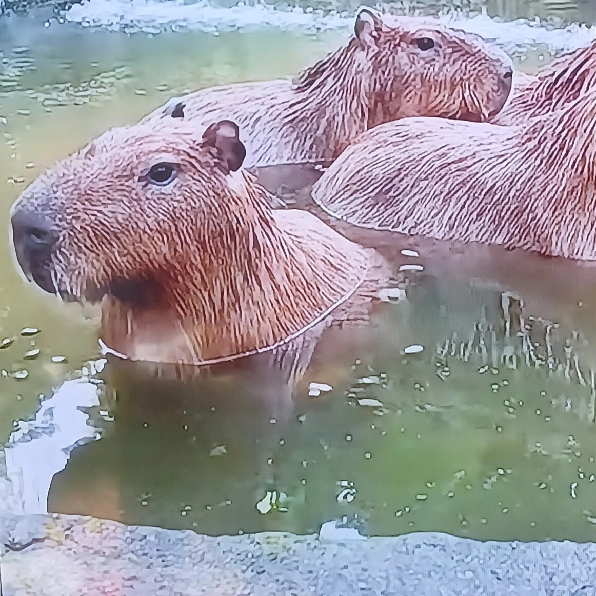 카피바라오빠