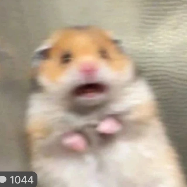 햄찌