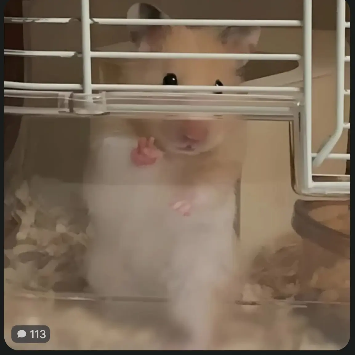 Dobaoo의 미친 햄찌ㅣㅣㅣㅣ