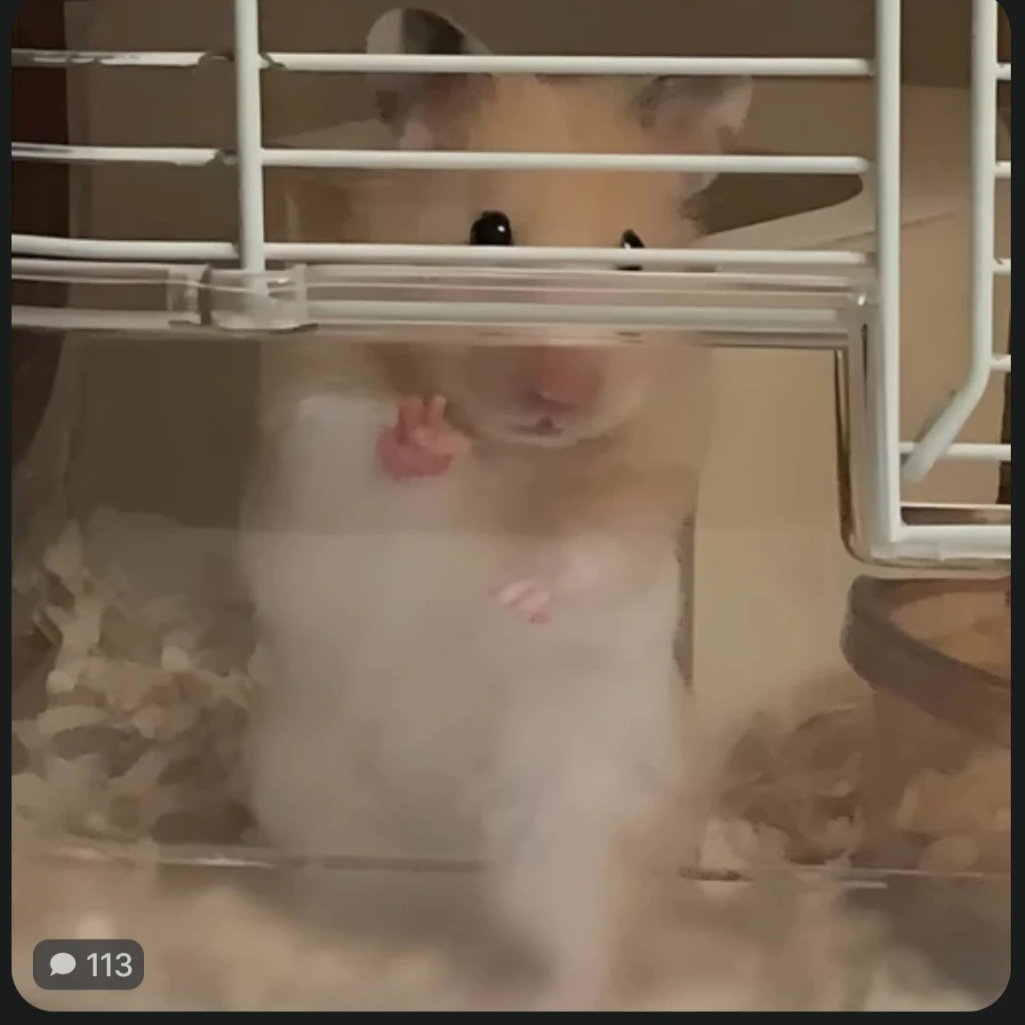 이상한 햄찌ㅣㅣㅣㅣ