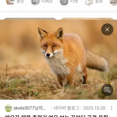 Profile image of 여우