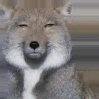 Profile image of 늑대