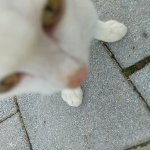 채린