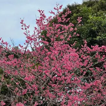 Profile image of 치니 소맛타