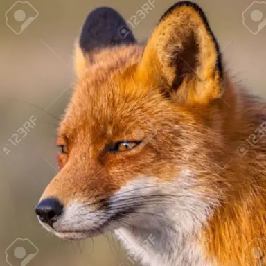 Profile image of 여우