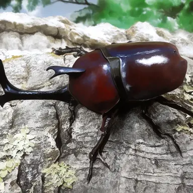 Profile image of Japanese Rhinoceros Beetle