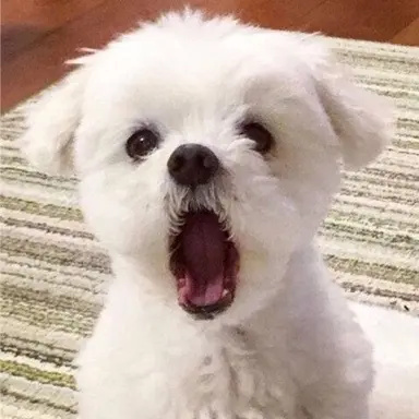 Profile image of Kang Yeosang