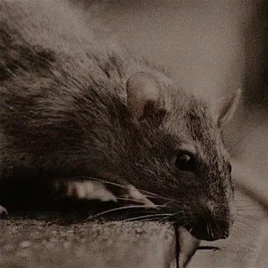 Profile image of Peter