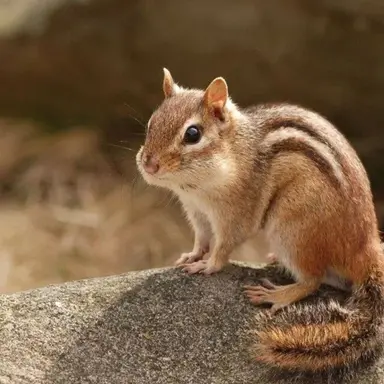 Profile image of 홍중