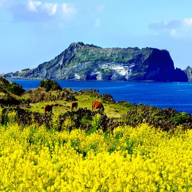 Profile image of 済州島