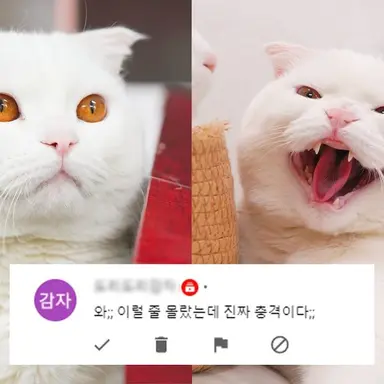Profile image of 두부