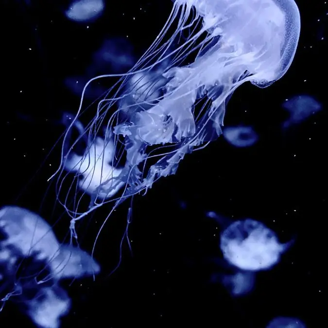 2434iloveyou의 この男、エスコートが出来る。