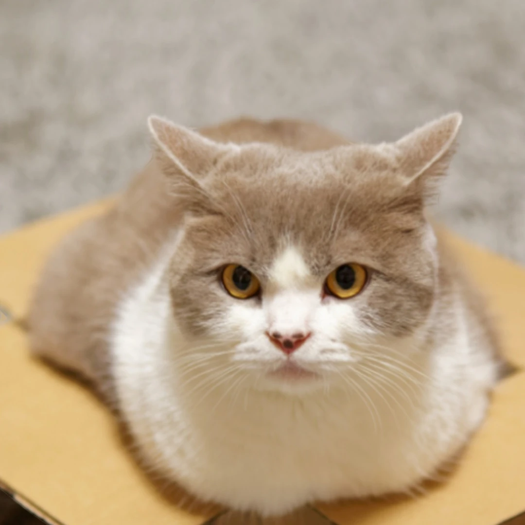 안녕하세냥
