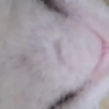 Profile image of 주인자ㅏ아아아