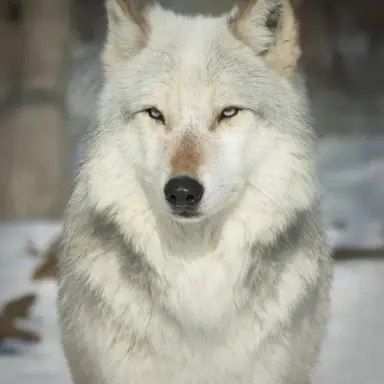 Profile image of Ryuan