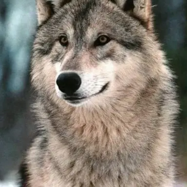 Profile image of Roan