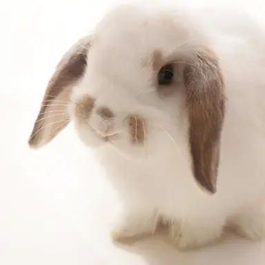 Profile image of ウォニョン