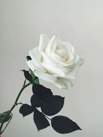 Wy.0530의 새빨간 거짓말로 나를 속여놓고는