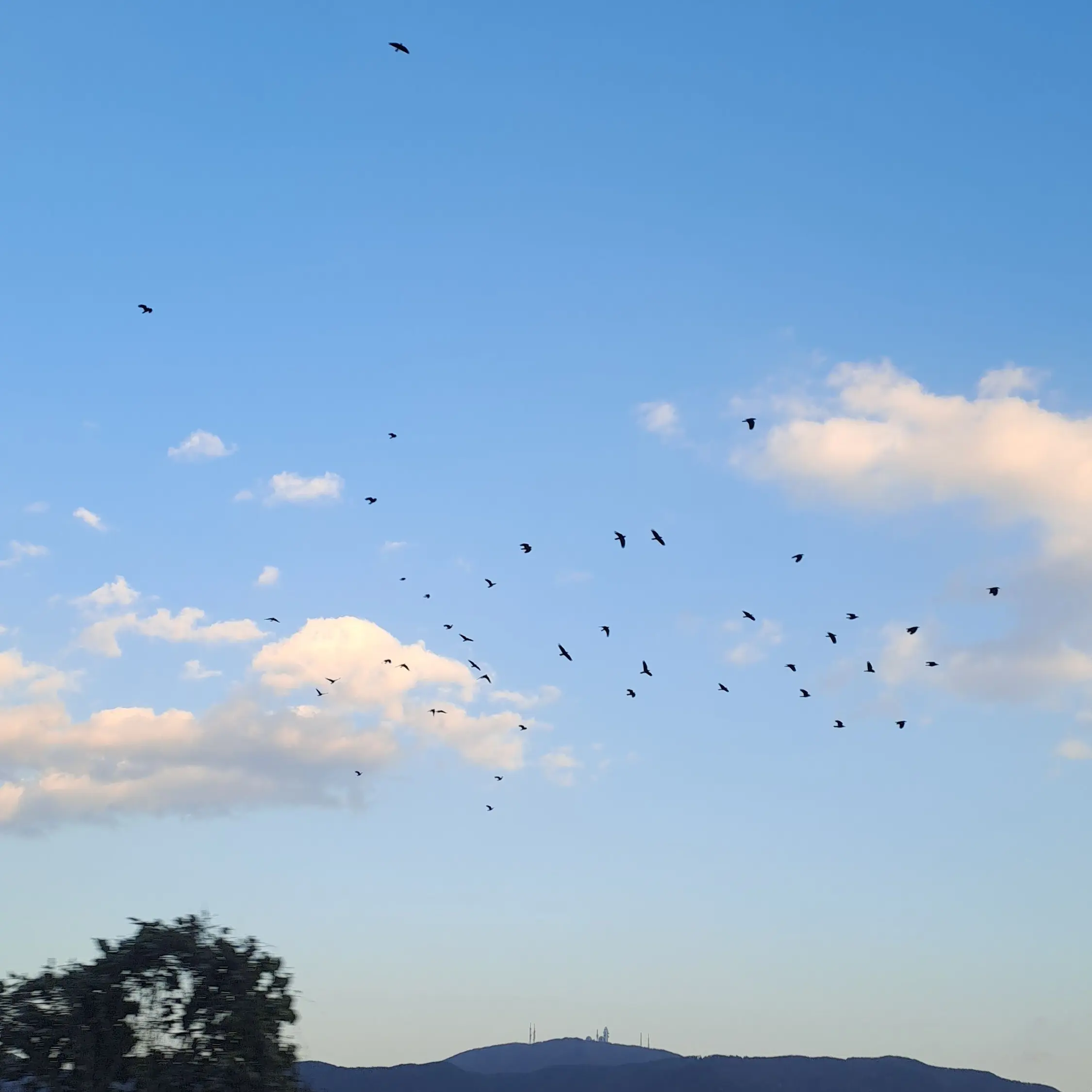 vbnmoop의 주토피아