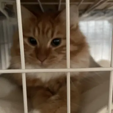 Profile image of よう