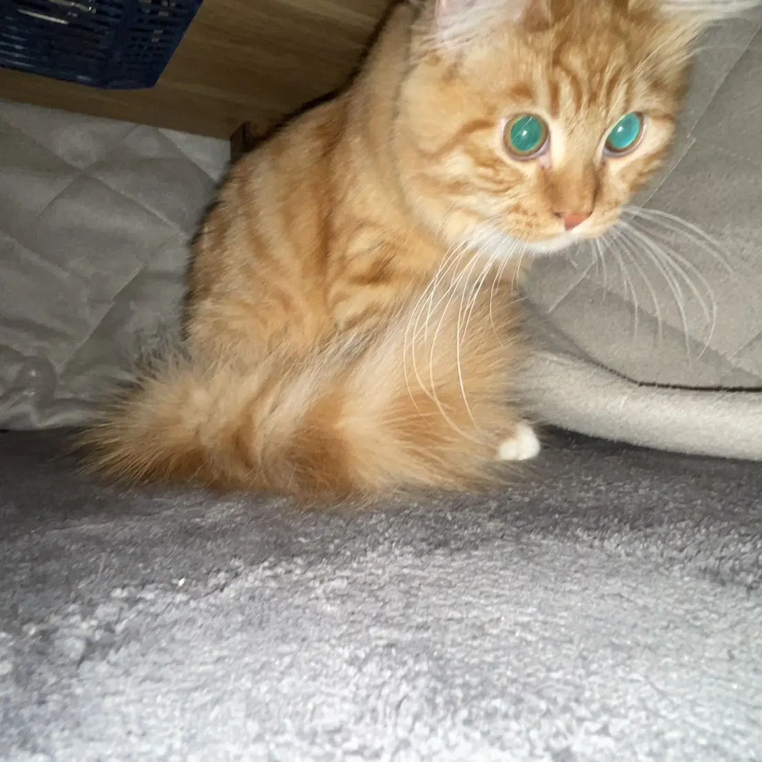 tobibako의 はぁー。ずるいよ。、