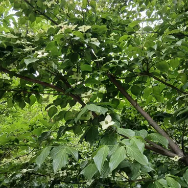 Profile image of 블루멜로우맛 쿠키