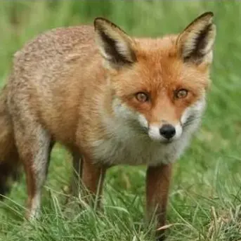 Profile image of 김여우