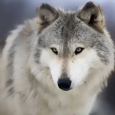 Profile image of 김늑대