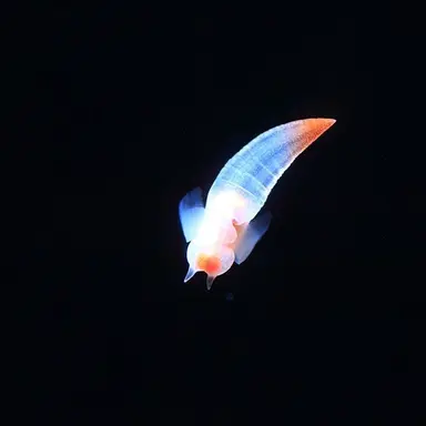 Profile image of リリス