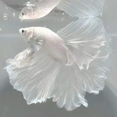 Profile image of 휠