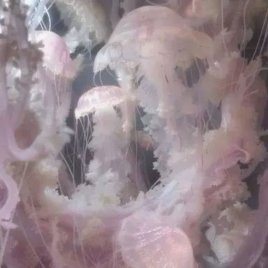 Profile image of 누렁이