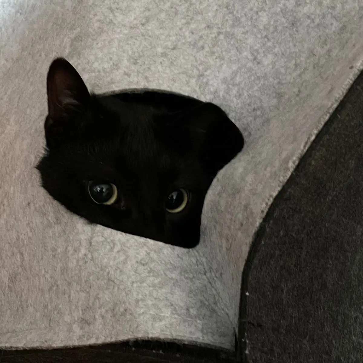 Lalalalalalalala_again의 애정은 고픈데 야옹은 무서워