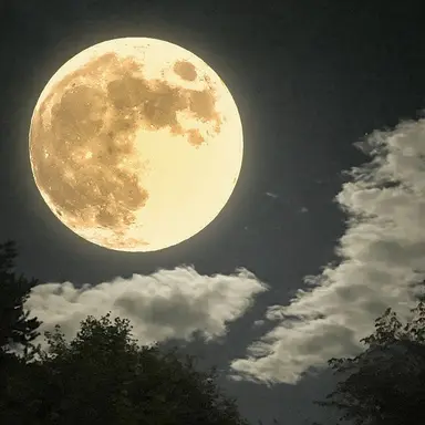 Profile image of 星紡の孤島