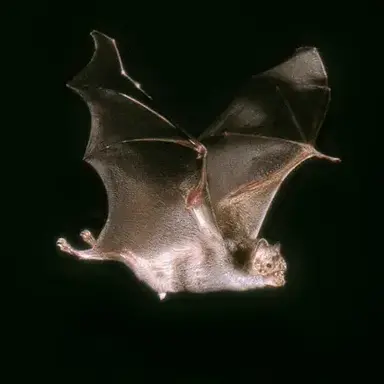 Profile image of 노스페라투