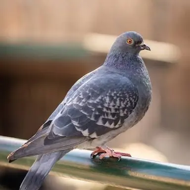 Profile image of 鳩